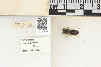 Media type: image;   Entomology 770970 Aspect: Labels